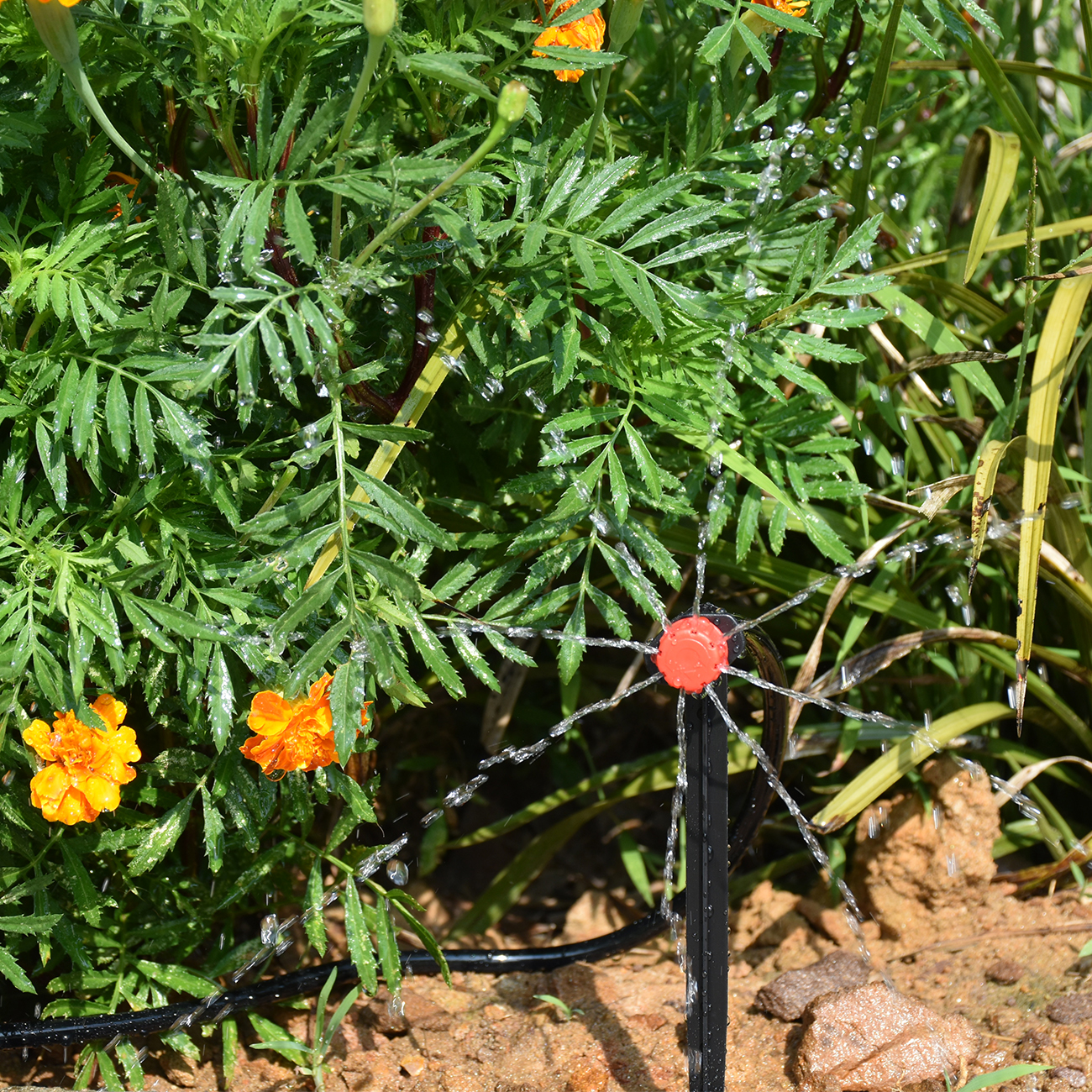 KESLA 5-50M Smart Garden Autom - Smart Garden Plastic Cups review and price